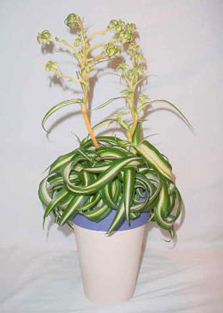 Chlorophytum comosum variegatum 'Bonnie'